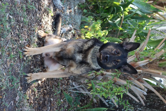 K9 Max